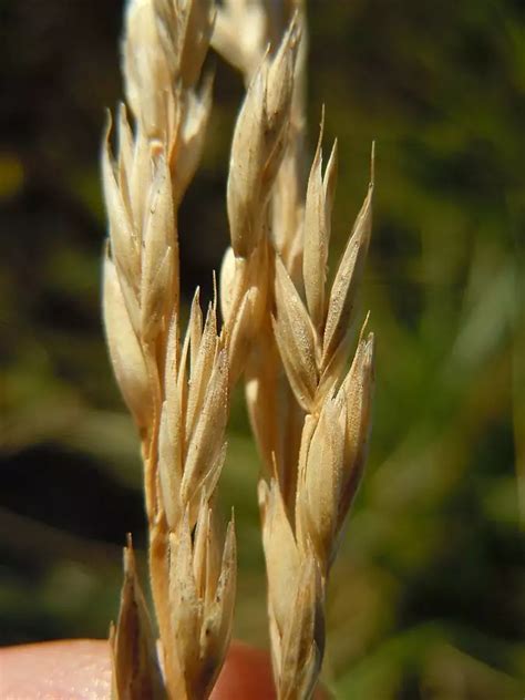 Festuca Arundinacea Fawn Grassherbaceous Plantsweb Page
