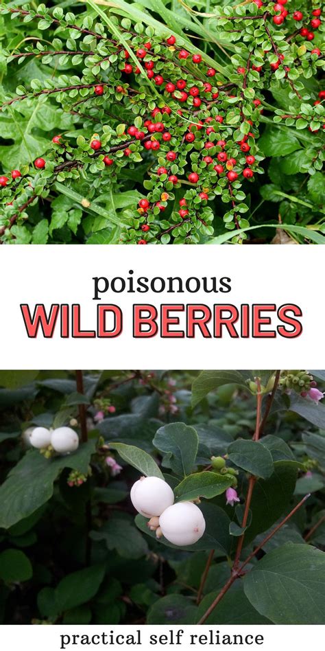 Poisonous Berries ~ A Foragers Guide Edible Wild Plants Berry