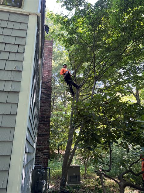 Tree Removal Gallery In Stoughton Ma Walnut Tree Service