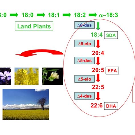 Schematic Representation Of Fatty Acid Pathway For New Land Plants