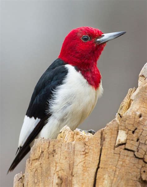 Red Headed Woodpecker Melanerpes Erythrocephalus In Indiana Usa By
