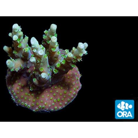 ORA Aussie Orchid Berry Acropora Coral Oceans Garden Aquaculture