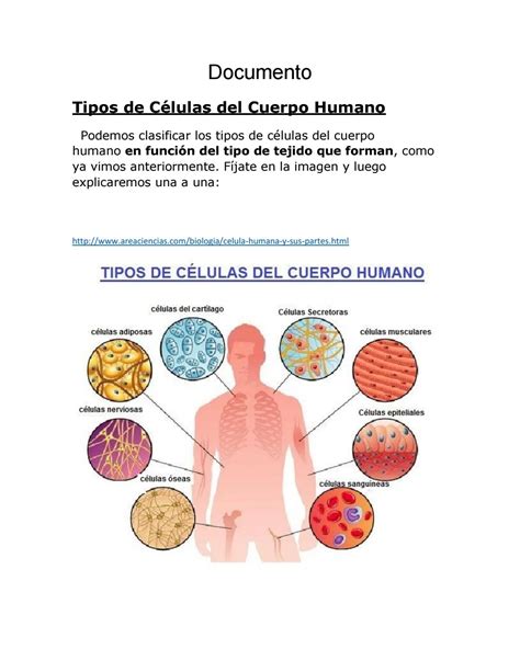 Celula Del Cuerpo Humano Y Sus Partes Consejos Celulares Images