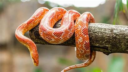 Snake Orange Wooden Snakes Corn Wallpapers Evil