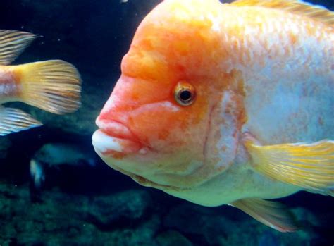 Orange Fish with Large Forehead | Explore we won't need ...
