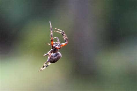 Top 129 Spiders Belong To Which Animal Group