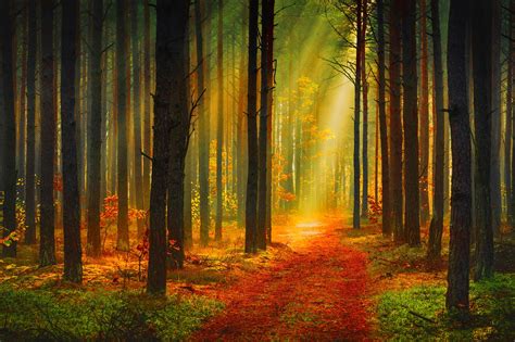 The Sun Rays In Forest Wallpaper Nature And Landscape Wallpaper Better