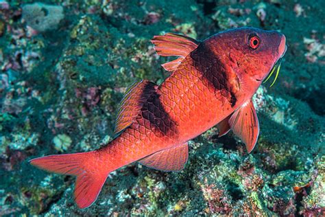 Indian Doublebar Goatfish Red Phase Parupeneus Trifasciatus A