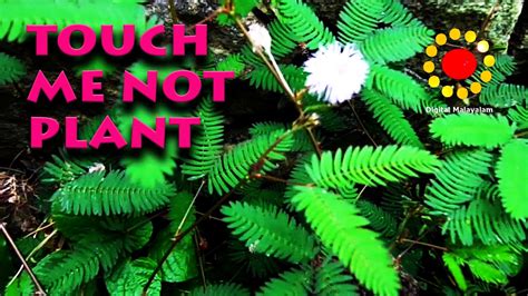 You can also easily grow this plant by following this article. Touch Me Not (Sensitive Plant/ Sleepy Plant) Thottavadi ...
