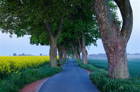 Tree Lined Road Hd Wallpaper Background Image 2048x1356