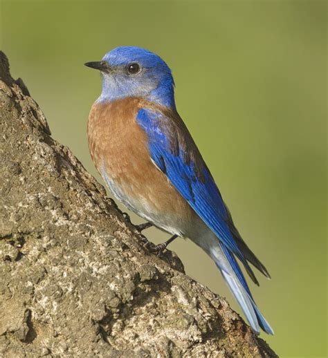 Western Bluebird | San Diego Bird Spot