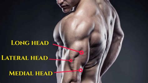 Medial Head Triceps Exercises For Bigger Stronger Arms