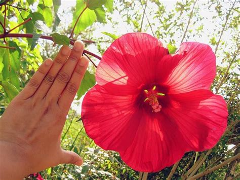 We did not find results for: The healing power of flowers - Rediff.com Get Ahead