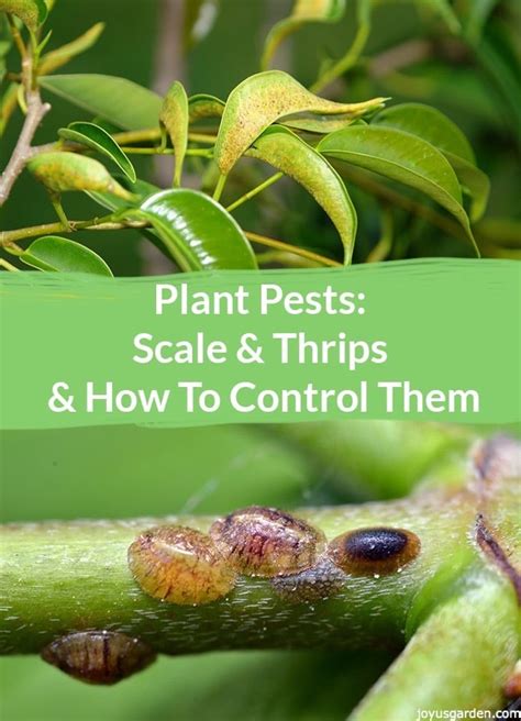 Plant Pests Scale And Thrips And How To Control Them