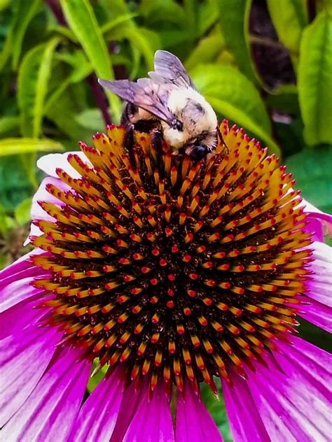 Sonnenhut Blume Biene Kostenloses Foto Auf Pixabay