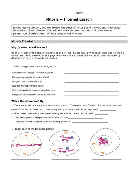 This worksheet is intended to reinforce concepts related to meiosis and sexual reproduction. Meiosis 1 and Meiosis 2 Worksheet Answer Key | Briefencounters