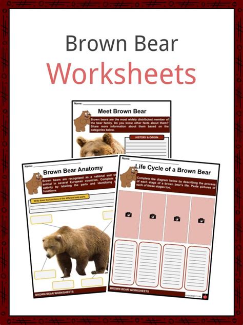 Brown Bear Facts Worksheets Description And Distribution For Kids