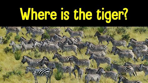 Find The Animal Game Can You Find The Hidden Animals Youtube