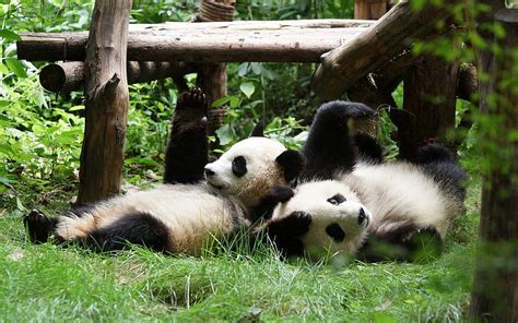 Two Pandas Zoo Cute Animals Funny Animals Ailuropoda Melanoleuca