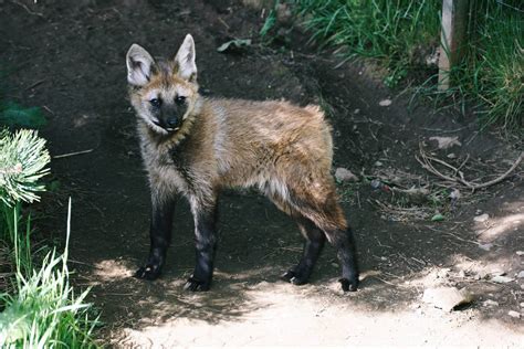 Maned Wolf Pup Zoochat