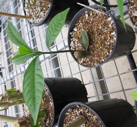 Some caterpillars prefer old leaves to new ones. Mamey Sapote Tree - Pouteria sapota