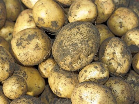 How To Grow Potatoes In 12 Easy Steps A Free Step By Step Guide For