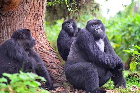 For World Gorilla Day 2021 A Conservation Success Story
