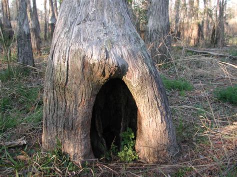 Tree Cave Whos Home Is This Scott Kinmartin Flickr