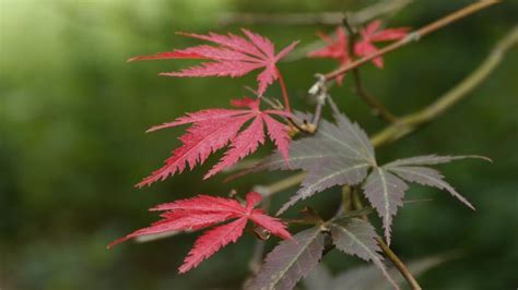 Free Stock Photo Of Japanese Maple Lacey Leaves Download Free Images