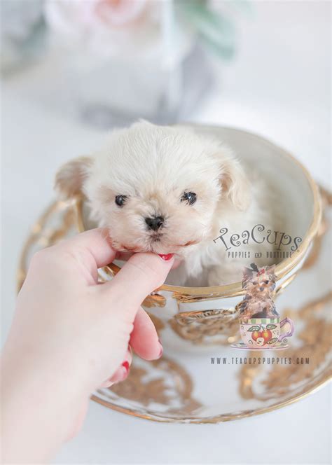 Teacup Puppies Morkies Maltipoos Designer Breed Puppies For Sale