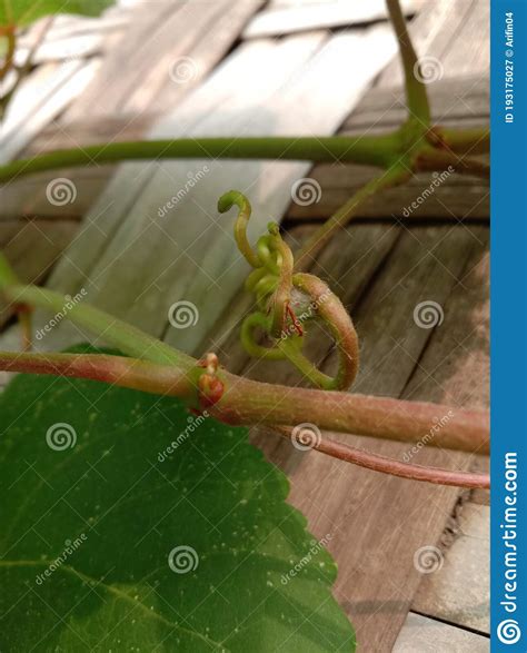 Vine Tendrils That Bind To Each Other Stock Image Image Of Flower