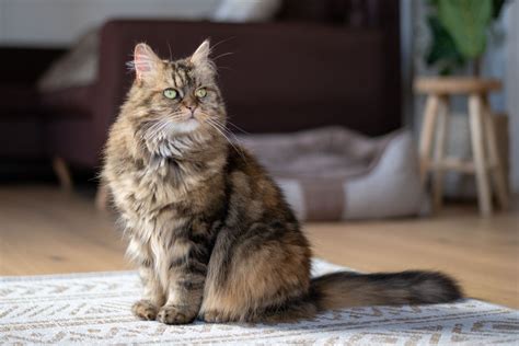 The 5 Most Popular Cat Breeds PetHelpful