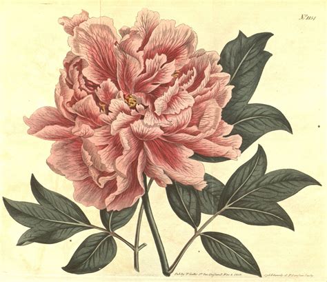 Tree Peony Paeonia Suffruticosa Circa 1809 Flower Illustration