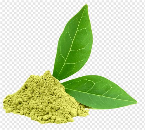 緑茶栄養補助食品ウーロン茶カメリアシネンシス、緑茶, 酸化防止剤, 紅茶, 椿シネンシス png | PNGWing