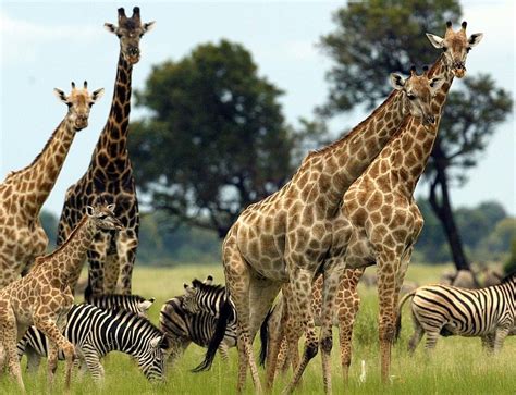 The 10 Best African Safari Countries Best Africa Safari Countries 202021