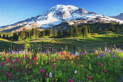 Mount Rainier And Wildflowers In A Meadow Mount Rainier National Park