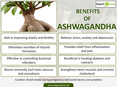 Health Benefits Of Aswgandha Meditional Plant By Dr Riju Lohan Lybrate