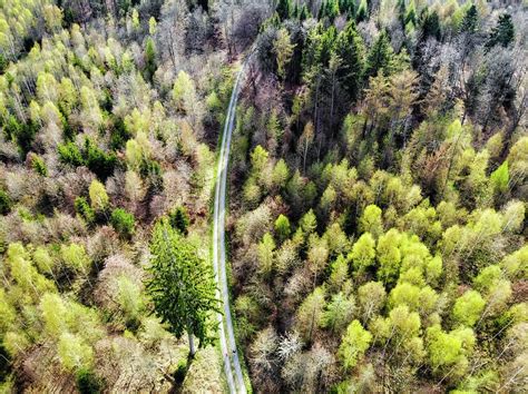 Early Spring Forest From Above By Matthias Hauser Spring Forest