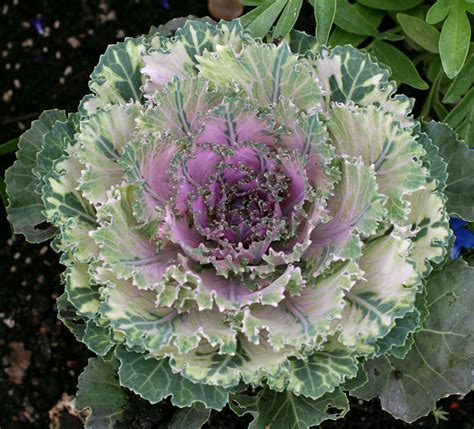 Kale Songbird Pink Flowering Kale Buy Online At Annies Annuals