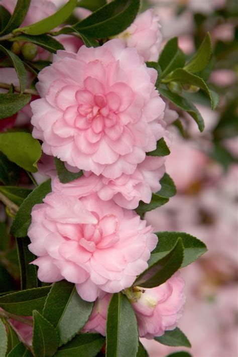 Buy October Magic Pink Perplexion Camellia - FREE SHIPPING - For Sale