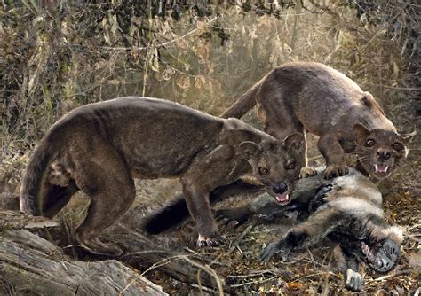 Abes Animals Live Restorations Of The Giant Extinct