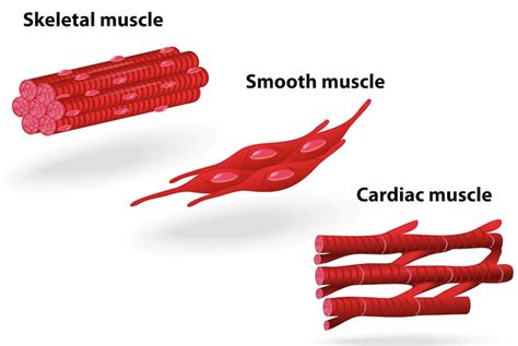 Muscle Tissue And Types Of Muscle Tissue Earth S Lab