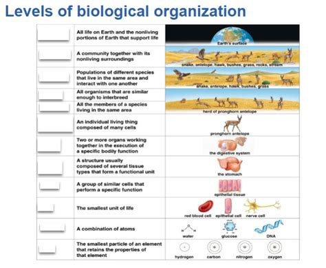 Levels Of Biological Organization Diagram Quizlet