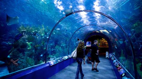 Visit Audubon Aquarium Of The Americas In New Orleans Expedia