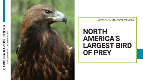 North Americas Largest Bird Of Prey The Golden Eagle Youtube