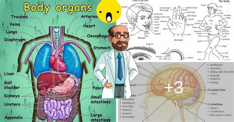 Anatomy Of The Human Body Parts