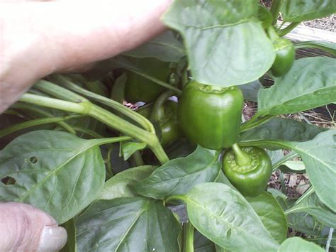 They're also a renewable resource, compostable, and affordable. Vintage Knocks: THE SECCESSFUL GARDEN