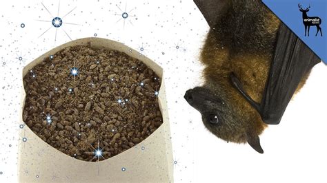 Why Do Bats Have Sparkly Poop Youtube