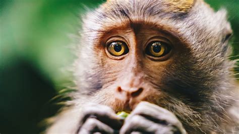 Wallpaper Macaque Pets Primate Animals