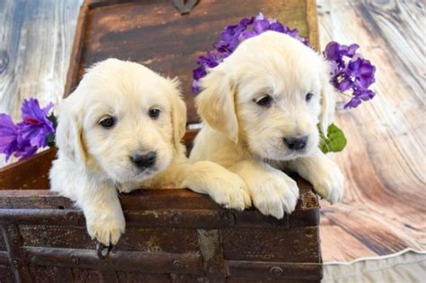 See more of smalltown golden retrievers on facebook. Golden Retriever puppy dog for sale in Grand Junction ...